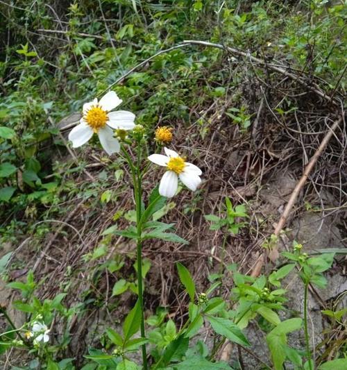 探秘农村鬼针草的妙用（什么是鬼针草）