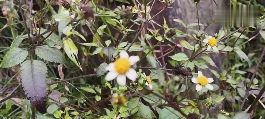 探秘农村鬼针草的妙用（什么是鬼针草）