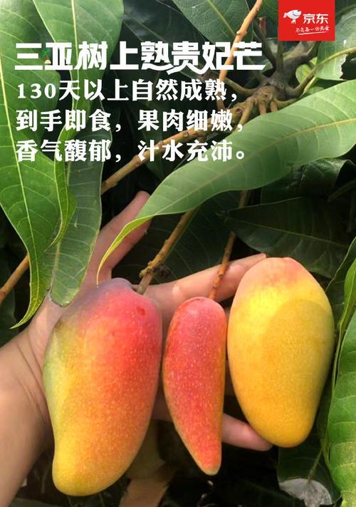 贵妃芒的成熟期和收获时间（探究贵妃芒成熟期的因素及其对收获时间的影响）