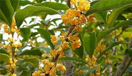 揭秘桂花的花期（从花期到芳香）