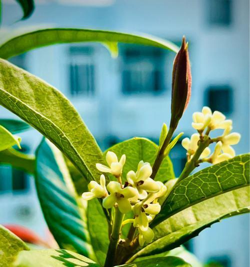 揭秘桂花的花期（从花期到芳香）