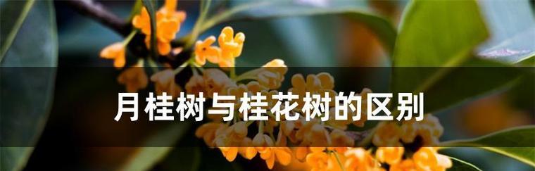 探秘桂花的生长习性与生长过程（从栽培到开花）