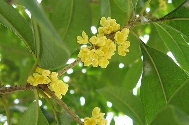 揭秘（桂花香味有毒）