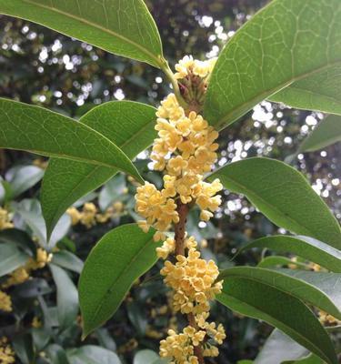 揭秘“桂花”开花奥秘（探究桂花开花时间及特点）