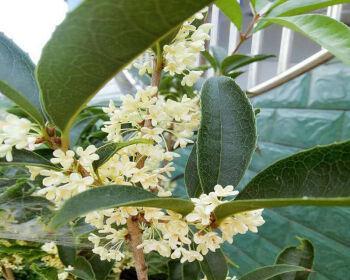 揭秘“桂花”开花奥秘（探究桂花开花时间及特点）