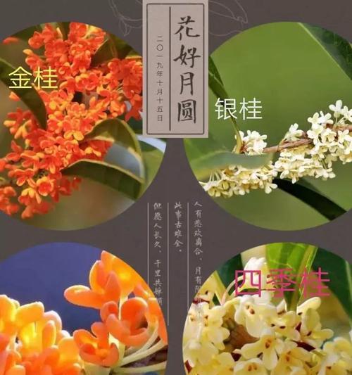 四季桂花如何浇水（合理浇水）