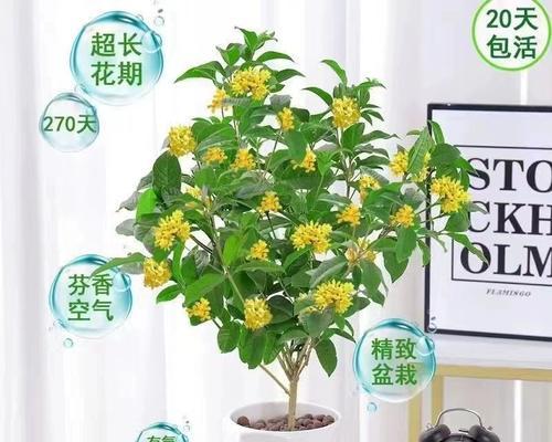 阳台上种桂花，这样做既美丽又实用（在阳台上种植桂花的好处以及注意事项）