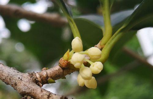 揭秘桂花与桂枝的真相（从树种到应用）