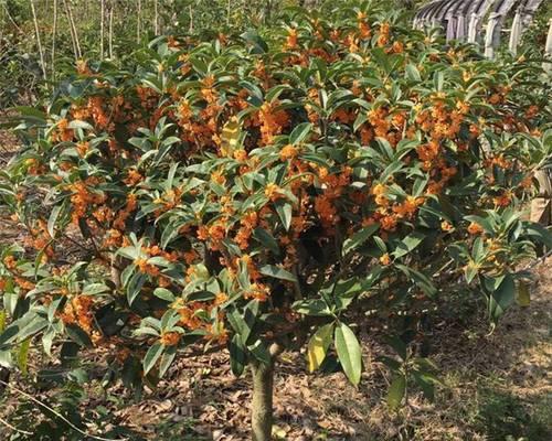 探秘桂花与肉桂（从同名到不同——植物的奥秘）