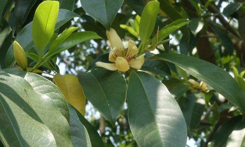 探秘桂花与肉桂（从同名到不同——植物的奥秘）