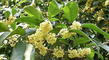 探秘桂花与肉桂（从同名到不同——植物的奥秘）