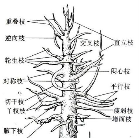 如何正确换土，让你的桂花更健康（桂花换土时间和方法一览）