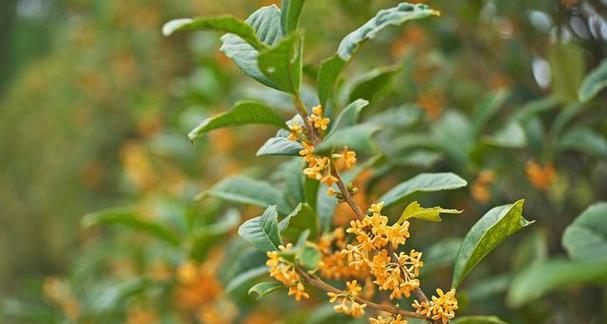 桂花开花时间、开花次数以及其它特征探究（桂花开花时间）