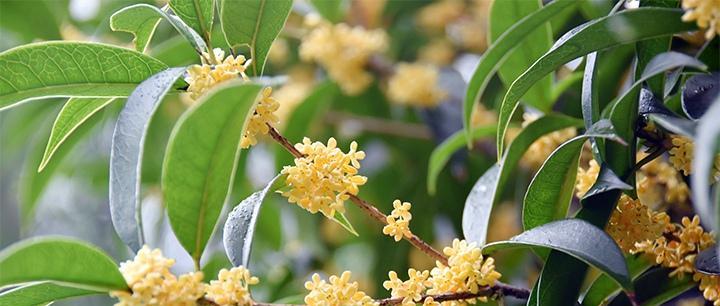 桂花开花时间、开花次数以及其它特征探究（桂花开花时间）