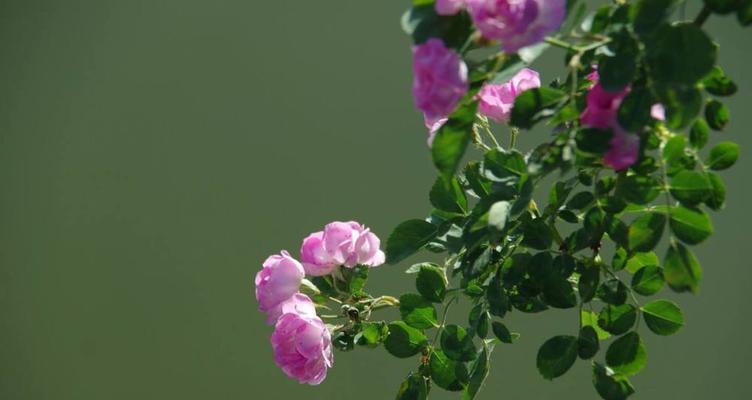 澳洲野蔷薇花语的深意（探寻野蔷薇的神秘花语）