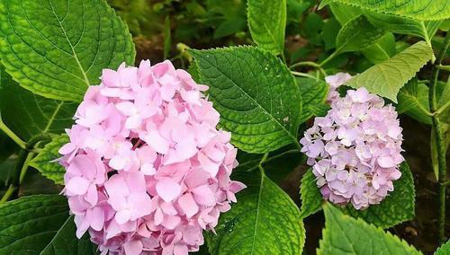 八仙花的花语与传说（神奇八仙花）