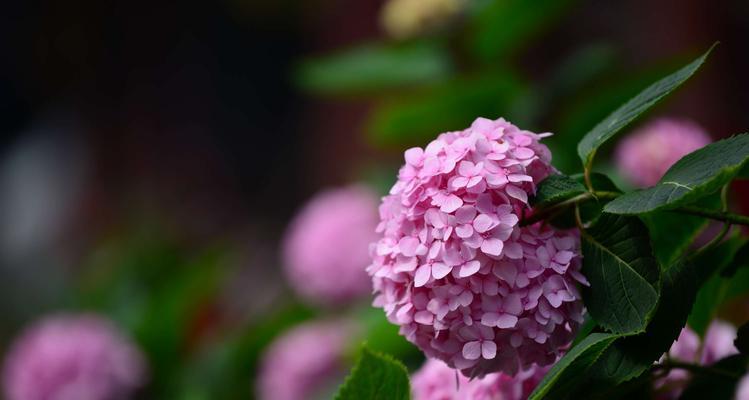 八仙花寓意的奇妙世界（探索八仙花的灵性与美丽）