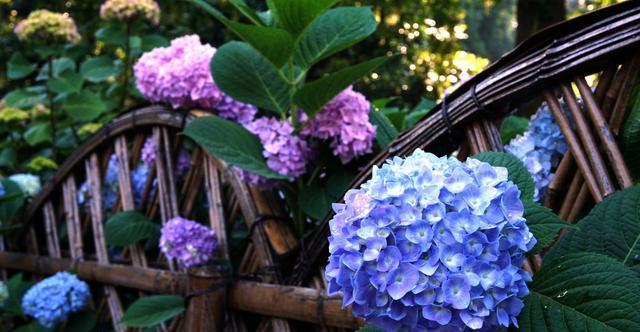 八仙花寓意的奇妙世界（探索八仙花的灵性与美丽）