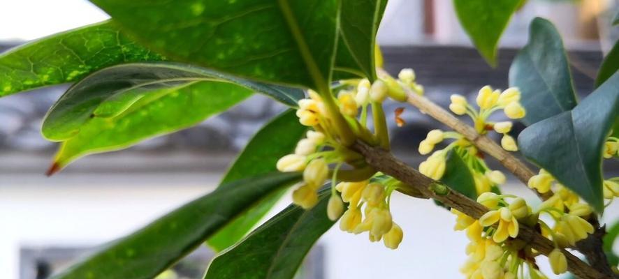 温度对桂花开花的影响（探究桂花开花的适宜温度和温度调控方法）