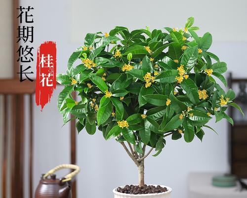 室内种植桂花的秘诀（适合室内种植的桂花品种及种植技巧）