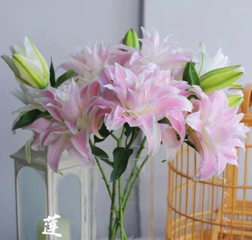 白百合花的寓意与象征（白百合花的美丽与纯洁）