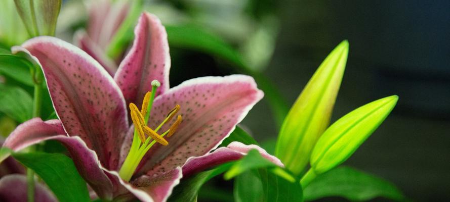 白百合花的花语与美丽寓意（探索白百合花的神秘内涵与象征意义）