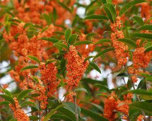 探秘桂花的寿命（从花卉学的角度解读桂花的生命周期）