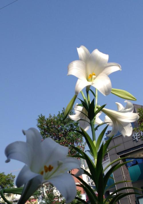 白百合花语的深意与传承（揭秘白百合花语的背后故事）