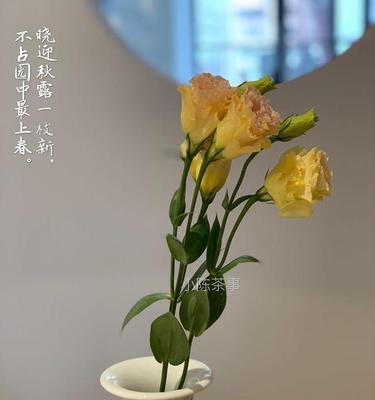 白茶花的花语与美丽传说（揭示白茶花的丰富寓意与神秘传承）