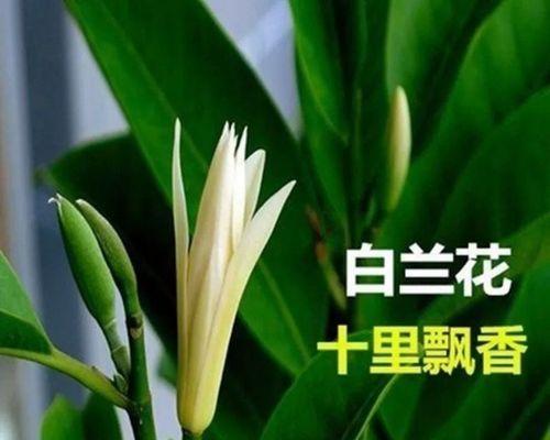 白兰花的意义与传承（崇高纯洁的花语与美学）