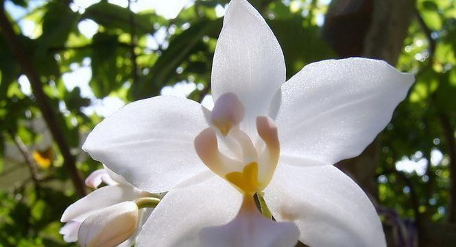 白兰花的象征意义及美丽之源（探寻白兰花的精神力量和艺术灵感）