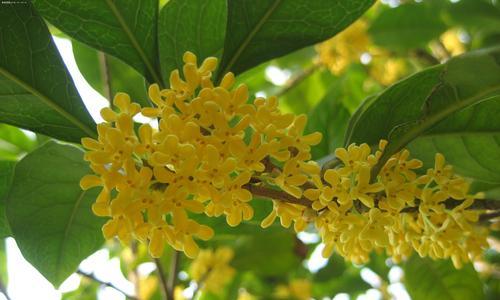 探秘桂花开花季节（花期时间长短）