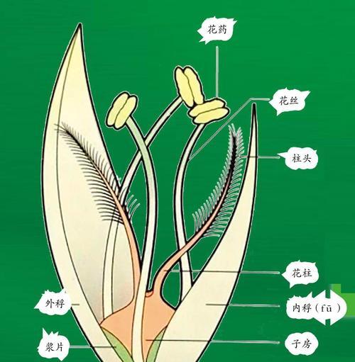 探究桂花是否为单性花（桂花的性别特征及其生理机制）