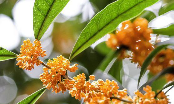 揭秘“桂花”之谜——它到底是什么植物（从植物学、历史到文化）