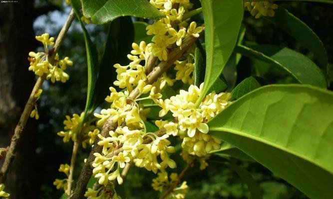 探秘桂花的形状特征（从花瓣到花朵）