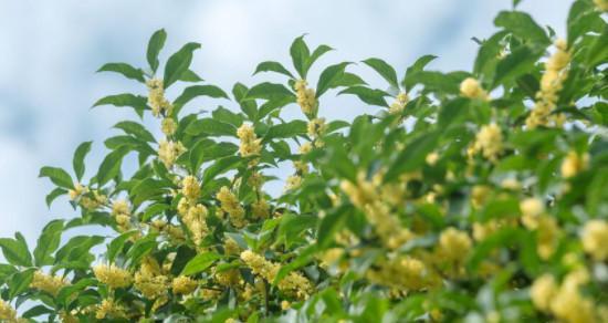 探究“桂花是树还是花”的迷思（揭开桂花的真实面目）