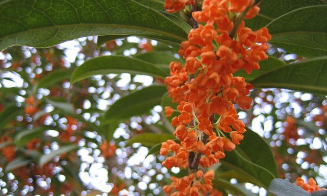 探究“桂花是树还是花”的迷思（揭开桂花的真实面目）