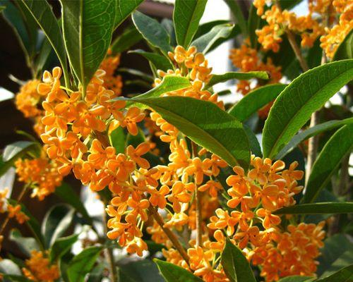 揭秘——桂花四季开花真相（探究桂花开花周期与花期、桂花的传说、桂花栽培技巧等）