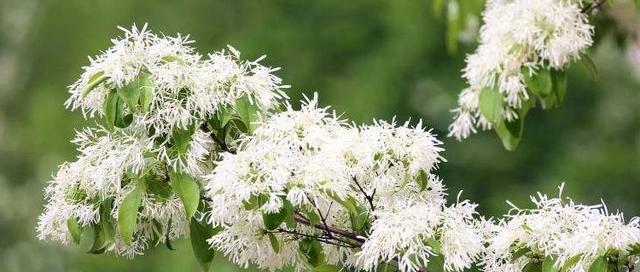 揭秘“完全花”的桂花（探究桂花是否符合完全花的定义）