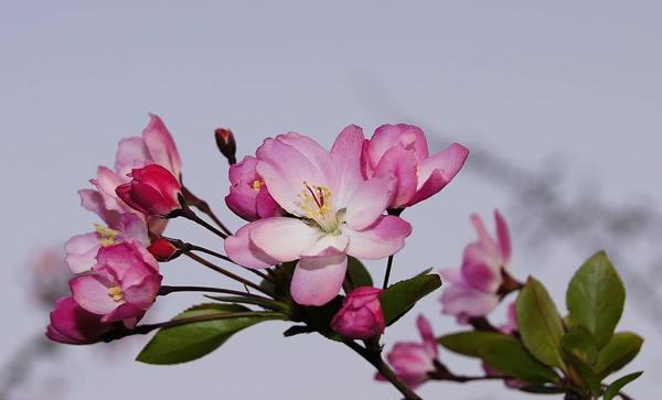 揭秘“完全花”的桂花（探究桂花是否符合完全花的定义）