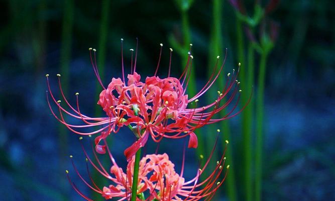 白色彼岸花（白色彼岸花的花语及其深层意义）