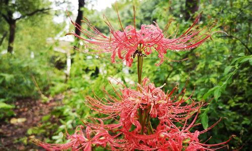 白色彼岸花（白色彼岸花的花语及其深层意义）