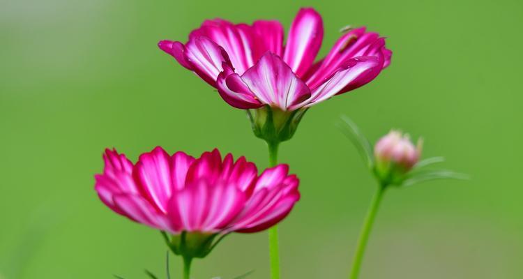 白色波斯菊的花语——纯洁与守护（探寻白色波斯菊花语的深刻内涵）