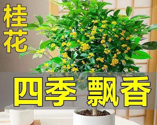 如何在家养殖桂花（桂花室内养殖方法及注意事项）