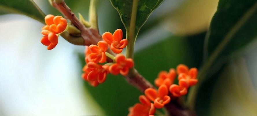 探秘桂花——一种香气四溢的花卉植物（类型分类及适宜种植条件）