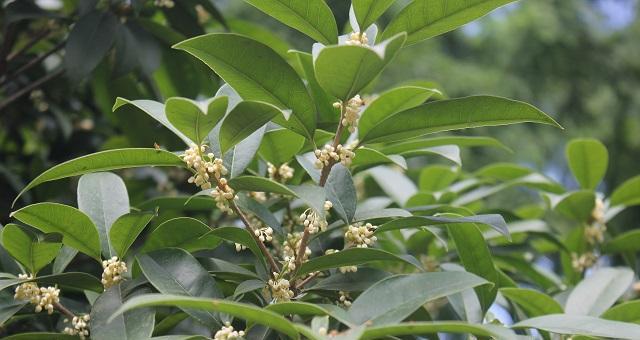 探秘桂花——一种香气四溢的花卉植物（类型分类及适宜种植条件）