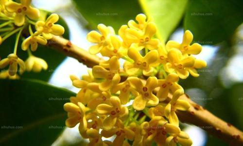 揭秘桂花树春天的开花情况（春季来临）