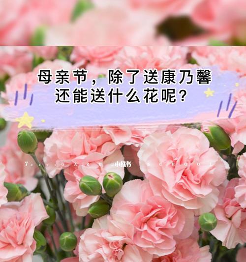 白色康乃馨的花语与意义（纯洁）