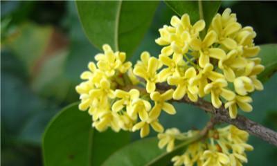 冬日芳香——论桂花树在冬季开花的可能性（桂花树的四季美景与开花的机理）