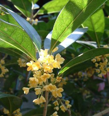 桂花树（解析桂花树对甲醛的净化作用）